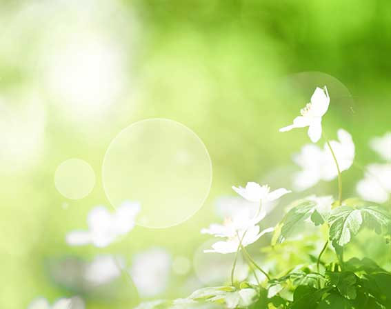 Coenzym Q 10 / Ubiquinon